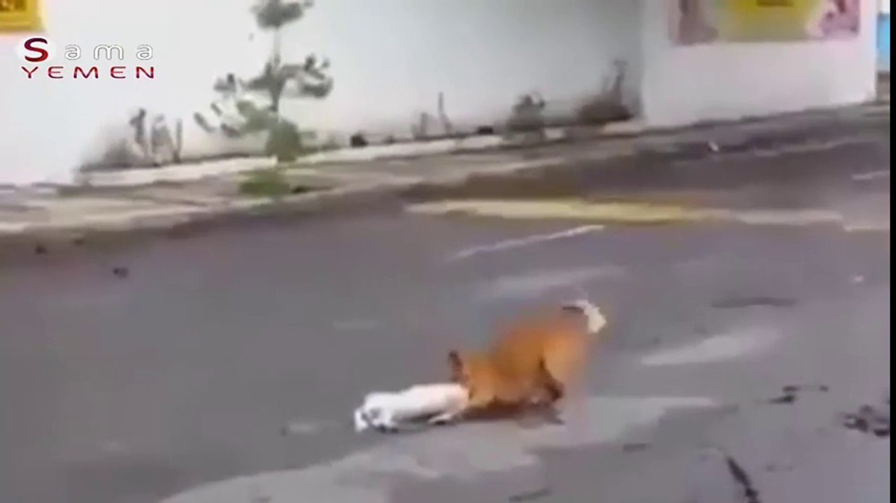 A dog is sad at her friend who died