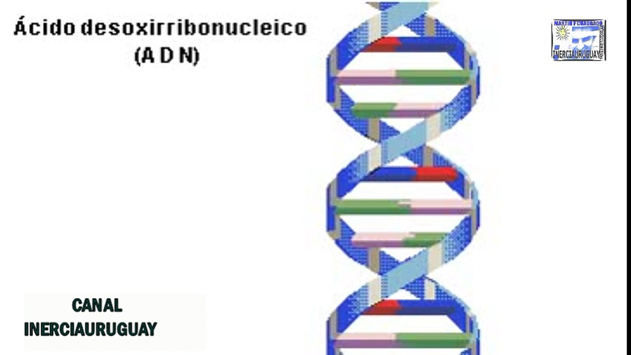 Estructura Del ADN Ácido Desoxirribonucleico Composicion Replicacion bien explicado Animacion