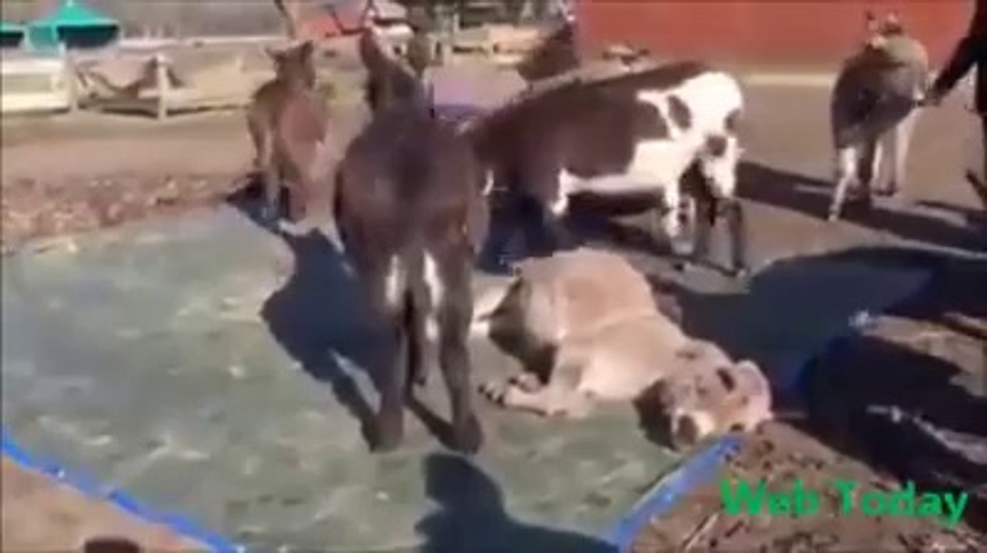 Amazing