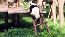 Funny Panda VIDEOS Funny Pets - cute funny animals funny panda bear,funny animals video 2017