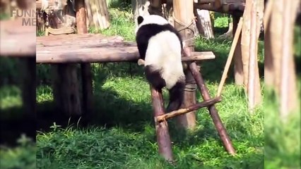 Funny Panda VIDEOS Funny Pets - cute funny animals funny panda bear,funny animals video 2017