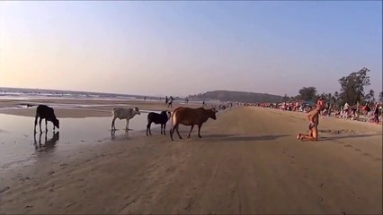 Quand des vaches ne veulent pas d'un touriste sur leur plage
