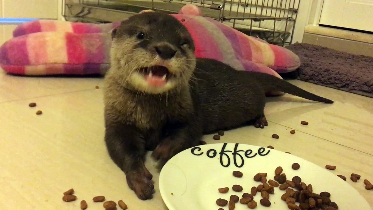 Otter Pup Snack Time