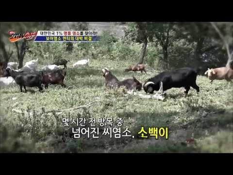 아픈 염소를 직접 치료해주는 헌터! [뉴 코리아 헌터] 6회 20160714
