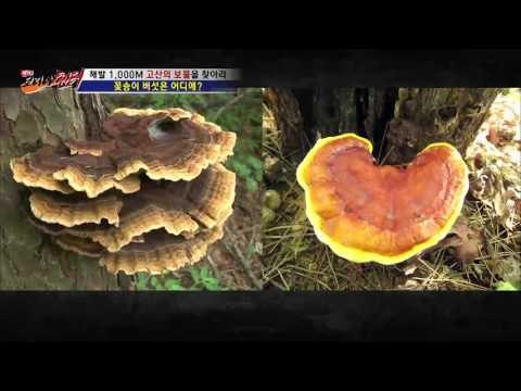 해발 1000M 독버섯 구분하는 방법은? [뉴 코리아 헌터] 6회 20160714