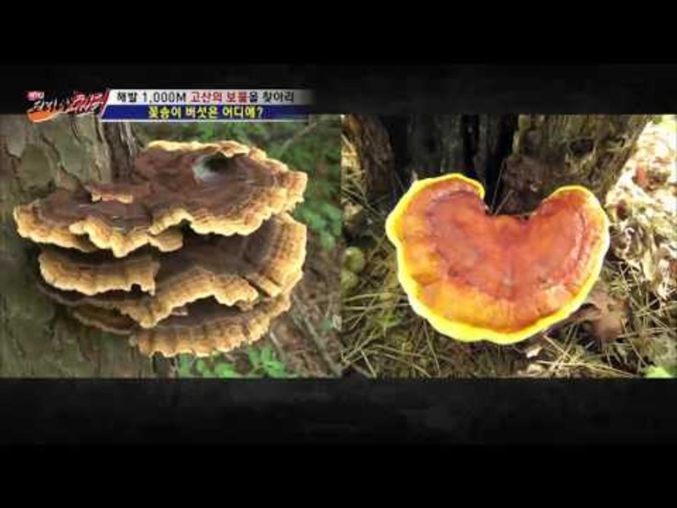 해발 1000M 독버섯 구분하는 방법은? [뉴 코리아 헌터] 6회 20160714
