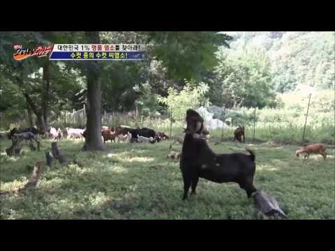 수컷 중 수컷! 의자왕 ‘씨염소’ [뉴 코리아 헌터] 6회 20160714