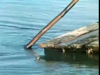 Storm Boy / Мальчик и океан (1976)