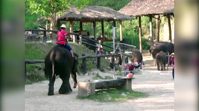 Funniest Animal Compilation 2017 - Funny Pet Videos - funny puppies video compilation 2017