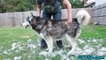 How much do Huskies SHED- - FURminator Siberian Husky
