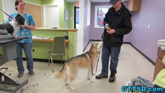 Siberian Husky Memphis Bath Grooming Time! BATH TIME CHALLENGE