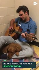 Dreamy veterinarian sings to nervous puppy before surgery