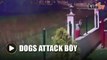 5-year-old mauled by stray dogs after climbing over fence