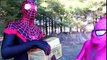 Spiderman and Frozen Elsa vs Bees! w_ Pink Spidergirl, Disney Princess Rapunzel, Catwoman & Joker -)