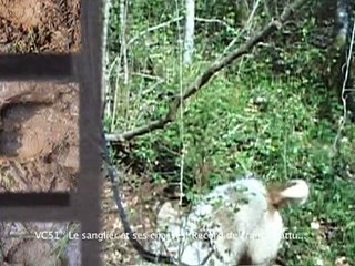 Le sanglier et ses chasses - 5