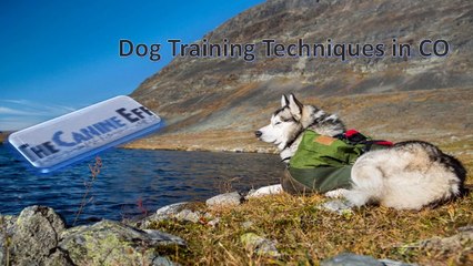 Dog Training Techniques in CO