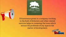 Looking for Top Tree Removal Service in North Shore