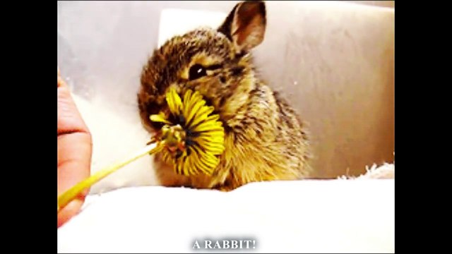 BÊTES DE SCÈNE - PAROLE D'ANIMAUX