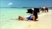 Elle fait son shooting photo sur une plage paradisiaque avec des cochons... Why not!