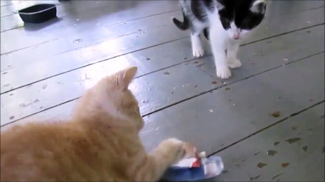 Hey moi aussi je veux jouer! Trop adorable le chaton