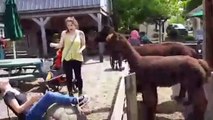 Bébés VS animaux du Zoo - Compilation hilarante
