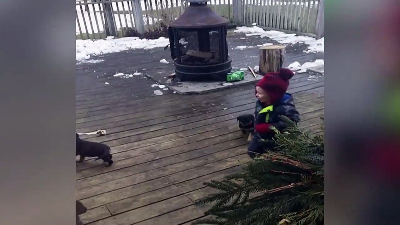 Images terribles d'un enfant dévoré par ... Des chiots! Ahahah
