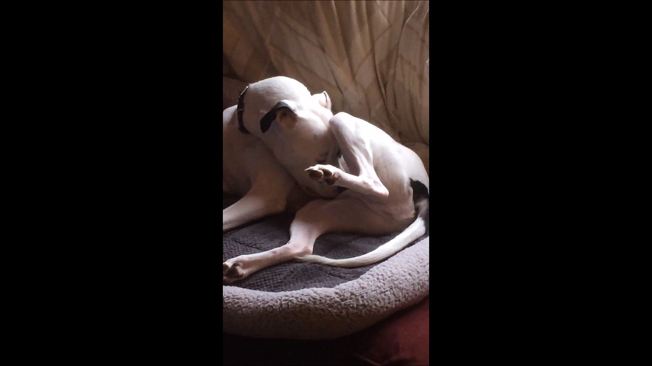 Il fait péter la honte à son chien... Trop drole