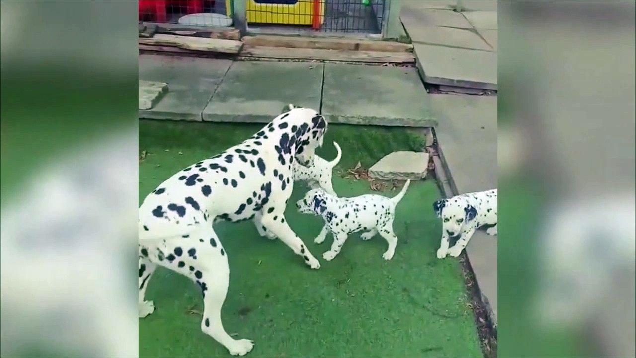 Quand tu croises les 101 dalmatiens en vrai !