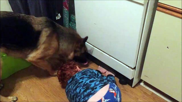 Ce chien et ce gamin sont les meilleurs amis du monde...