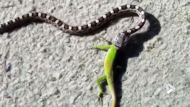 Serpent VS lézard... Tout ça pour ça!