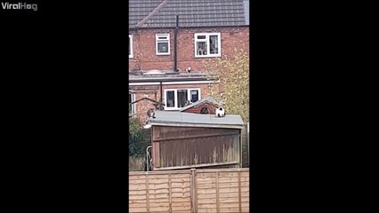 Grosse baston de chat... Et ça finit mal pour les 2