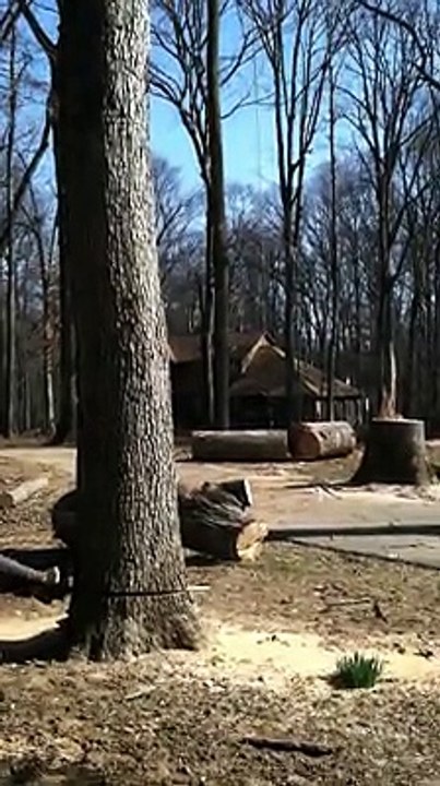 Expert Tree Removal Columbia, MD