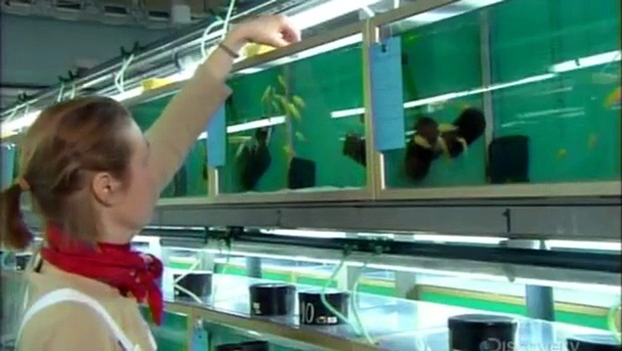How It’s Made Fish Food