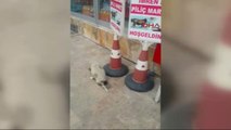 Sivas Yavru Sokak Köpeğinin Hali Yürek Sızlattı