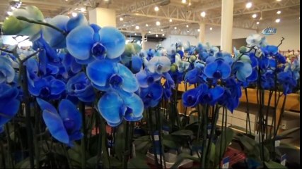 Hollanda'nın Gözünü Korkutan Tesis