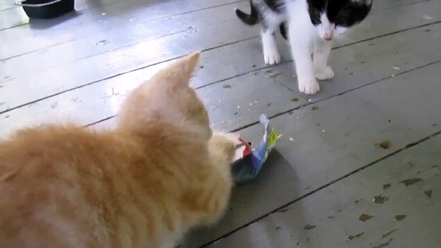 Un chaton voudrait bien jouer avec ses frères ainés !