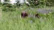Just some bear cubs playing in a field of beautiful Lupine flowers