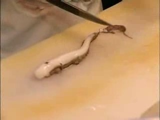 Carnets du Japon : sushis et sashimis