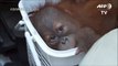 Baby orangutans rescuednbvdhrighijgojro