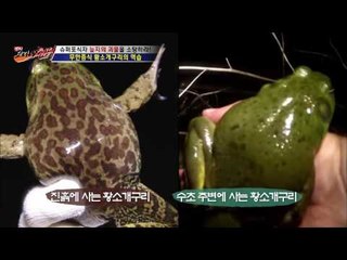 무한증식, 황소개구리의 역습![뉴 코리아 헌터] 5회 20160707