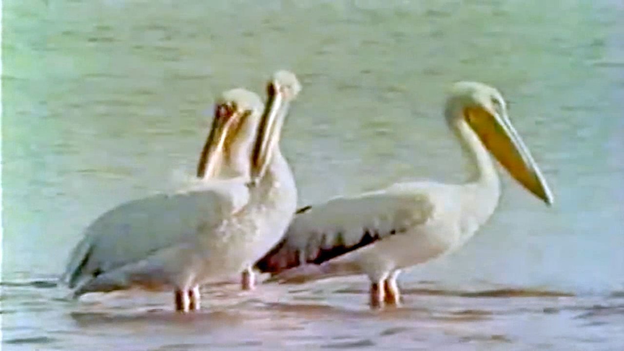 Pelikan (Opstanak, Anglia)