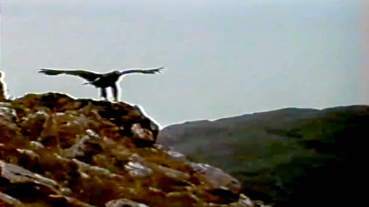 Suri orao (Opstanak, Anglia)