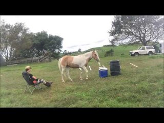 Clever Horse Fetches Drink for His Owner