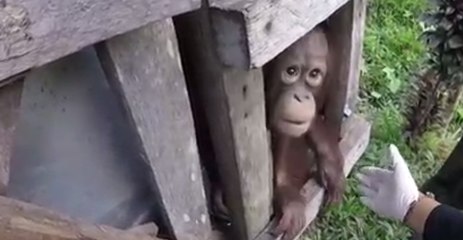 'Prisoner' Orangutan Was Kept in Small, Dark Box for 2 Years, Rescuers Say