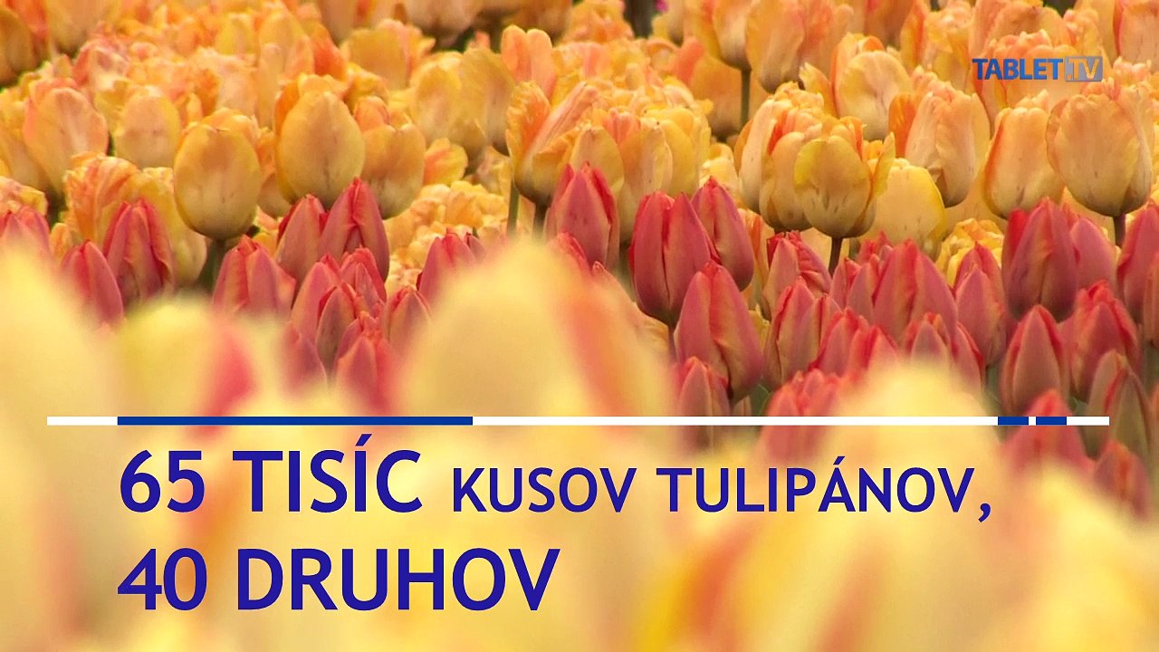 Tulipány v poľskej botanickej záhrade konkurujú tým holandským