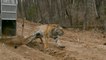 Rehabilitated Russian Tiger Released Back Into The Wild