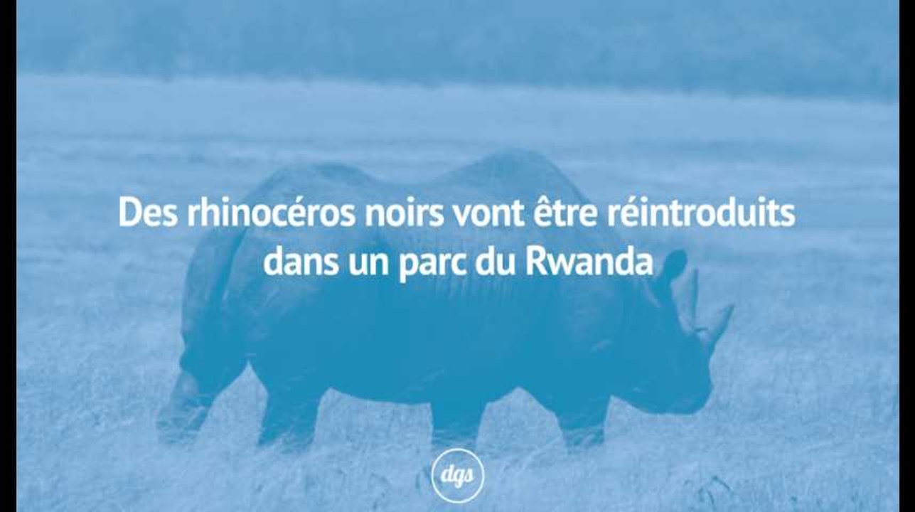 Des rhinocéros réintroduits dans un parc du Rwanda