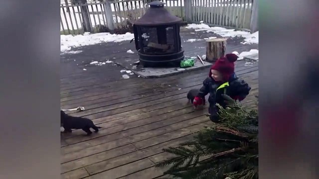 Images terribles d'un enfant dévoré par Des chiots