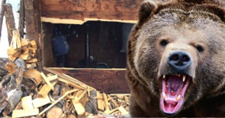 Artvin'de Ayılar 15 Ahşap Evi Parçaladı