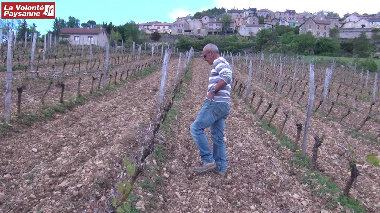 Côtes de Millau : les vignes ont gelé